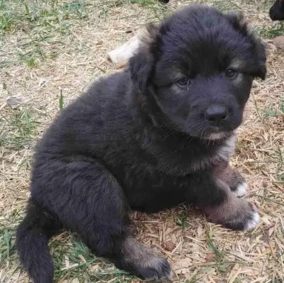 Dutch Shepherd, Akita and retriever mix! Born April 21 4girls 2boys No shots yet Text to come pick o...