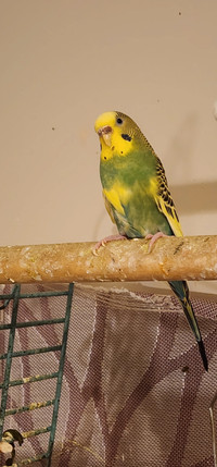 Female budgie looking for her forever home 