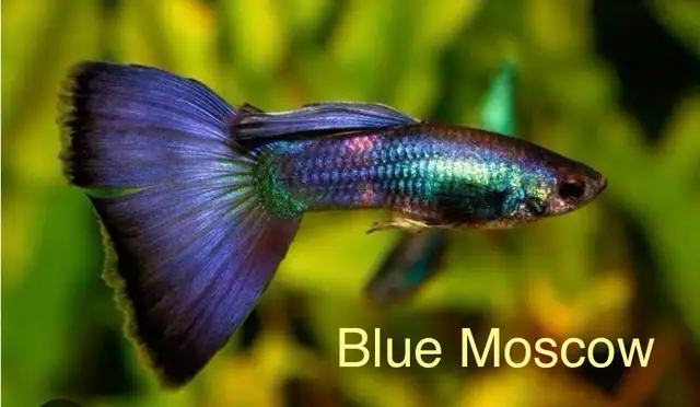 Blue Moscow Guppies in Fish for Rehoming in Mississauga / Peel Region - Image 3