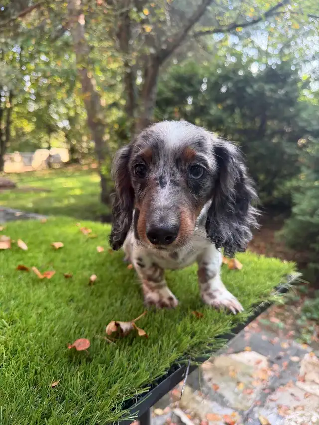 Long Hair Silver Dapple Mini Dachshund Puppy in Dogs & Puppies for Rehoming in Markham / York Region - Image 7