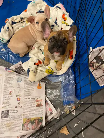 Chiots Bouledogue Français a vendre, View more