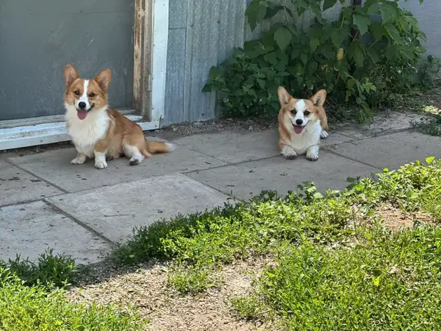 Two months old Welsh Corgi puppies in Dogs & Puppies for Rehoming in City of Toronto - Image 11