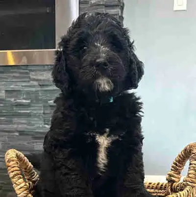 Standard F1 Bernedoodle pups READY TO GO July 11, 2025, View more