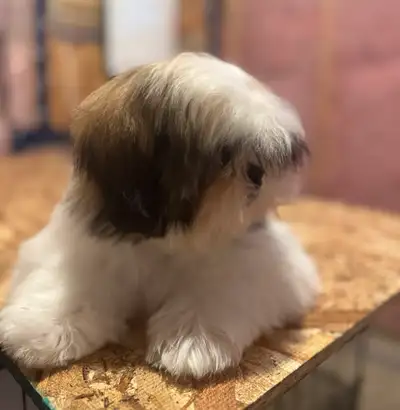 Female shih tzu, View more