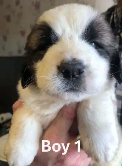 Saint Bernard / Landseer Newfoundland Puppies -  $800, View more
