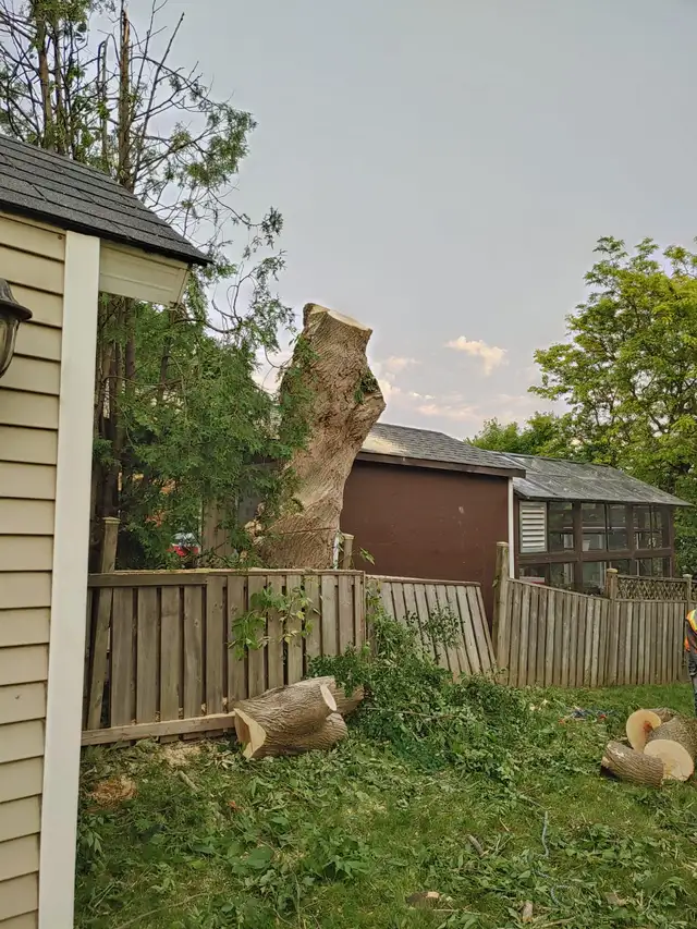 Affordable Tree Removal and landscaping services in Kitchener in Lawn, Tree Maintenance & Eavestrough in Kitchener / Waterloo - Image 3