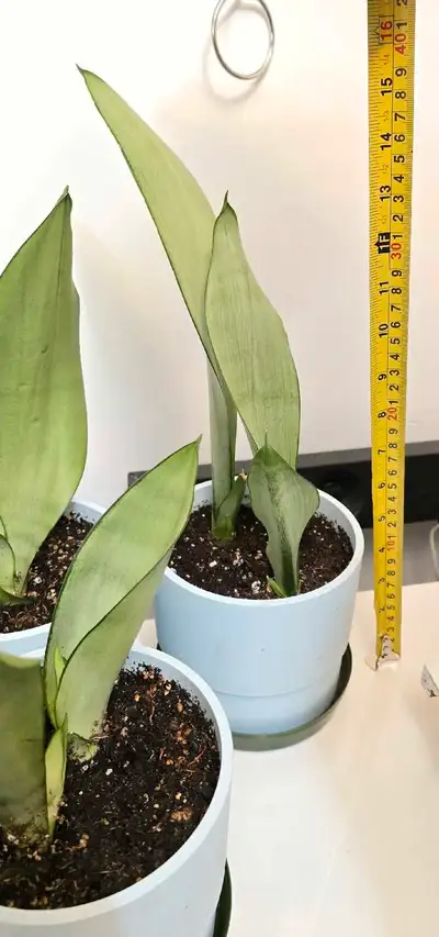 The Moonshine Snake Plant is a popular choice for indoor plant enthusiasts, with its silvery-green l...