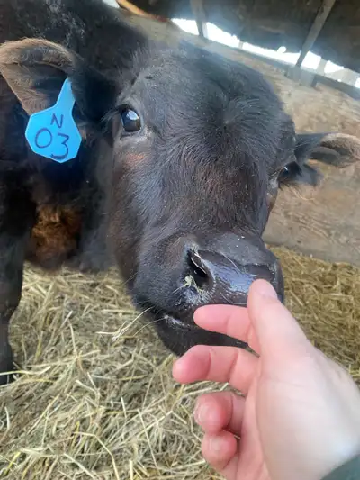 Dexter/Angus Mid Size Minni cow, View more