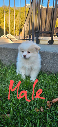 Pomeranian pups for rehoming! 