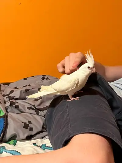 bébé cockatiel très sociable , View more