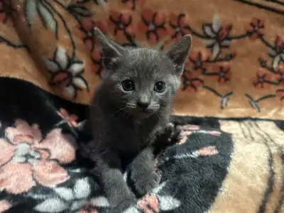 Forever home kittens for rehoming , View more