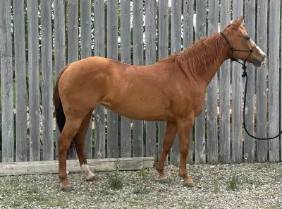 2D Finished Barrel Horse , View more
