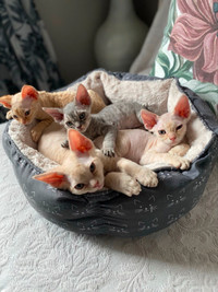 One available!!! Devon Rex kittens