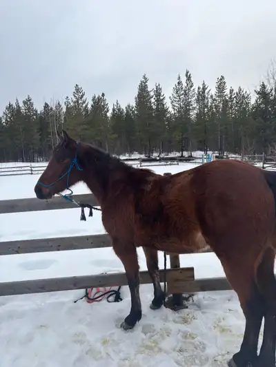 full quarter horse mare, View more