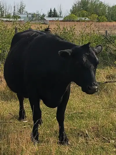 I'm thinning my herd and would like to sell a few animals. Angus cross cow, bred to Angus, due aroun...