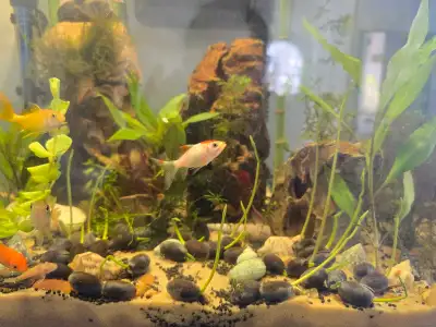 goldfish , View more