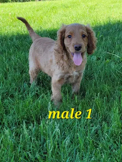Adorable Cockapoo Puppies, View more