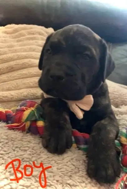 ❤️❤️ MAJESTIC MASTIFF PUP’S! ❤️❤️ in Dogs & Puppies for Rehoming in Edmonton - Image 4