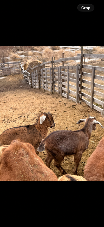 2 -10 week old wether goat for sale