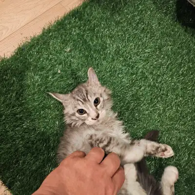 2 chatons males MAIN COON x HIGHLAND LYNX Vermifugiés (5 sur5) et vaccinés (rappel dans 3 semaines)...