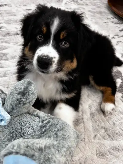 Gorgeous Puppy, View more