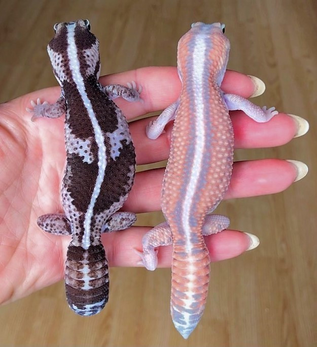 gecko fat tail morph in Reptiles & Amphibians for Rehoming in Mississauga / Peel Region - Image 2