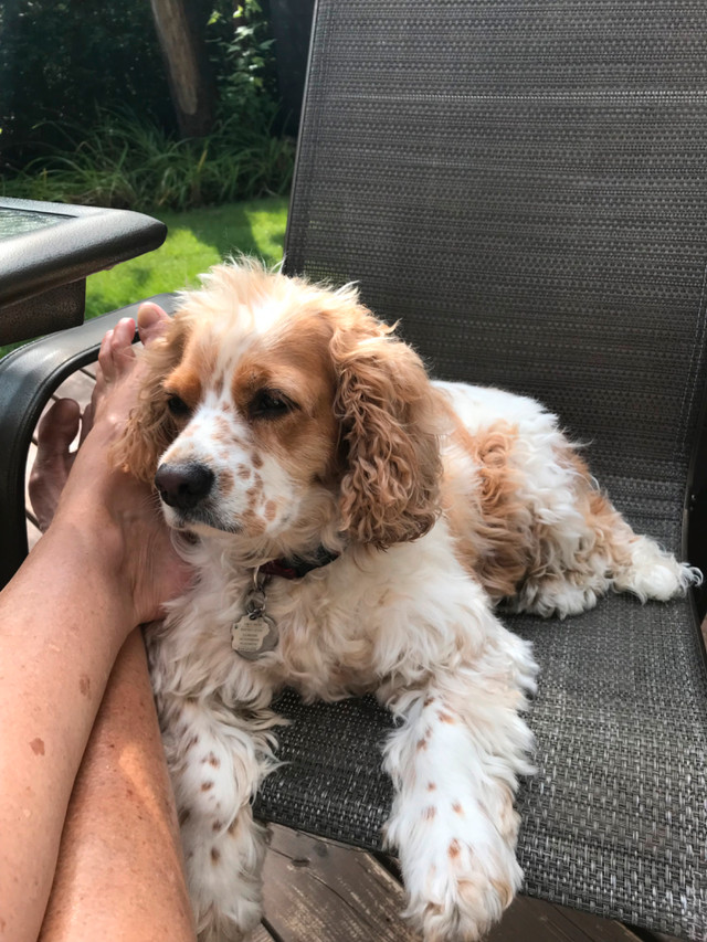 Épagneul anglais recherche famille dans Chiens et chiots à adopter  à Laval/Rive Nord