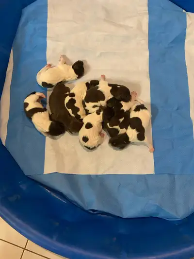 (GSP ). German Shorthaired Pointer CKC  Registered puppies !, View more