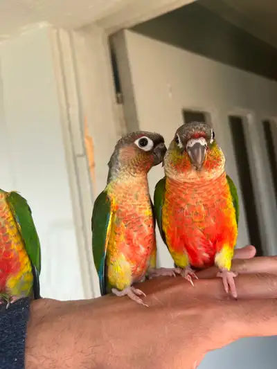 Baby yellowside conure parrot, View more