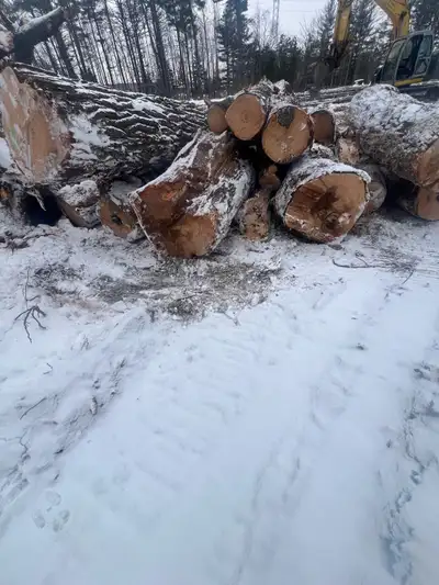 Free Firewood, View more