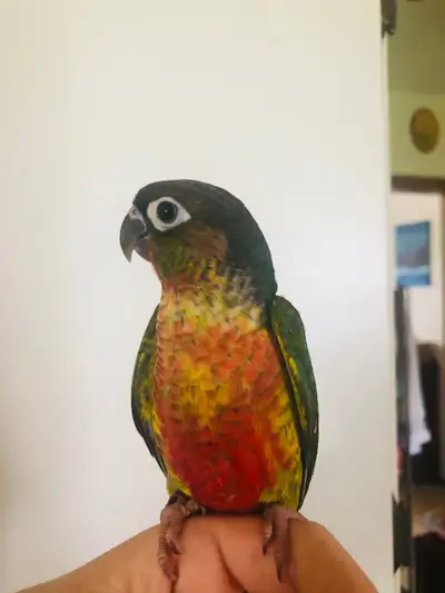 Female Yellowsided green cheek conure baby Hatched this may Friendly and tame