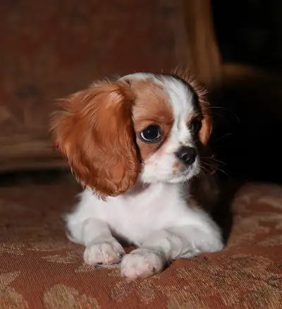 Rare Mini Cavalier King Charles Spaniel Puppy 9 month old female Potty trained Amazing personality T...