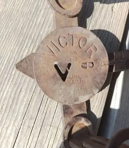 Vintage Victor Long Spring Coyote Traps.  Eight traps in total. in Fishing, Camping & Outdoors in Lloydminster - Image 3