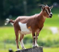 (IS0) Billy Goat - Intact 
