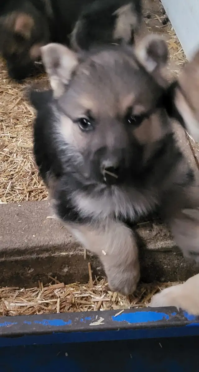 German Shephard puppies in Dogs & Puppies for Rehoming in Norfolk County - Image 12