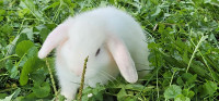 Adorable Bunnies for sale 