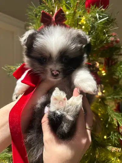 Beautiful pomsies pomerian toy aussie beautiful fluffy coats minimal shedding great with kids 1 blue...