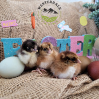 Easter Chicks and Hatching eggs