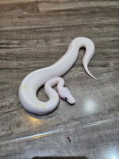 clown super fire od pastel ballpython , View more