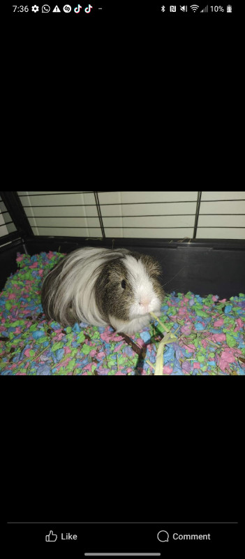 YOUNG MALE GUINEA PIG  in Small Animals for Rehoming in Delta/Surrey/Langley - Image 2