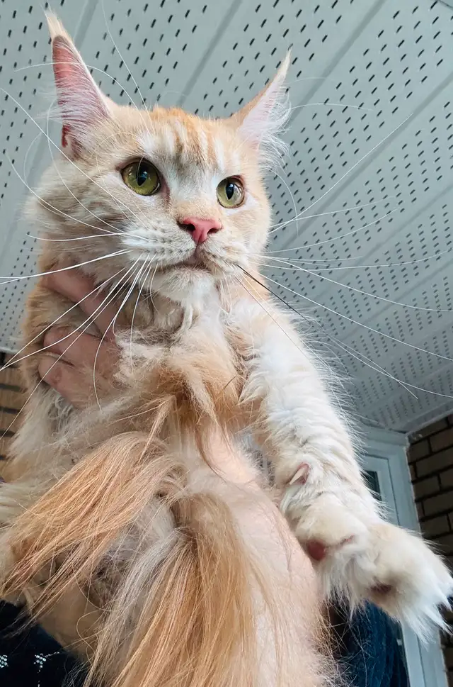 Maine Coon in Cats & Kittens for Rehoming in Saint-Hyacinthe - Image 2