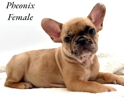 FRENCH BULLDOG PUPPIES CKC REG, View more