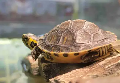 yellow belly cooter turtle, View more