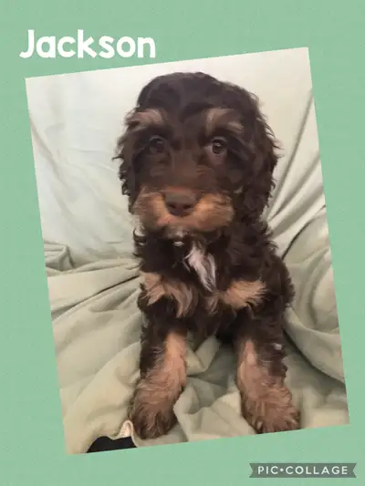 Chocolate Colored Cockapoo puppies, View more