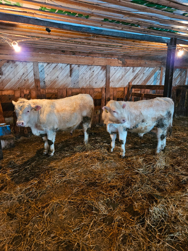 Taureaux pur-sang Charolais, sans cornes, 16 mois, à vendre. in Livestock in Gatineau