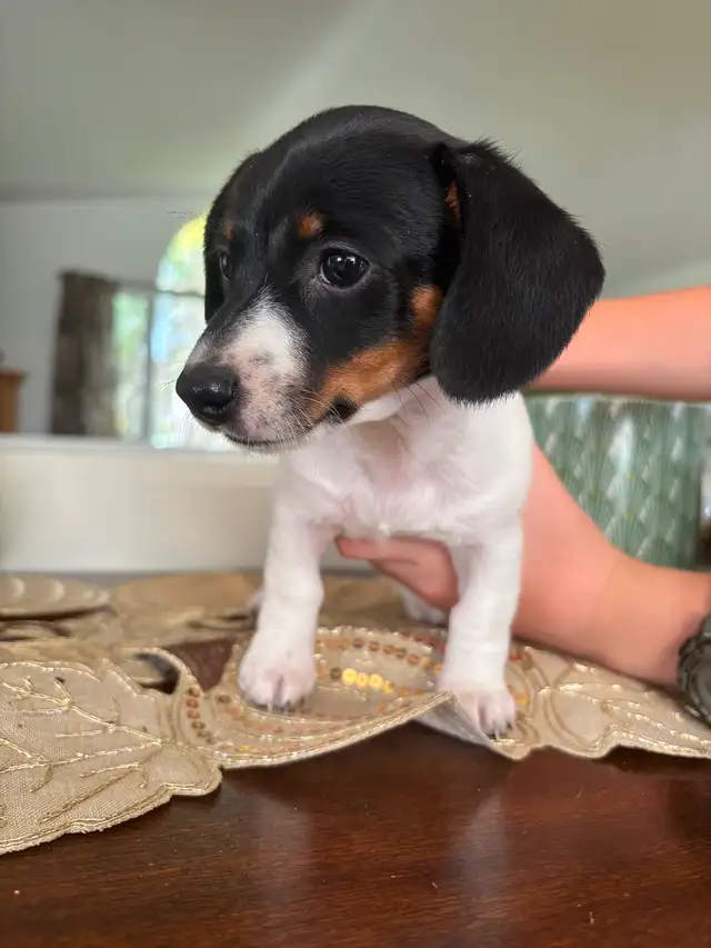 2 Mini Dachshund Female Puppies