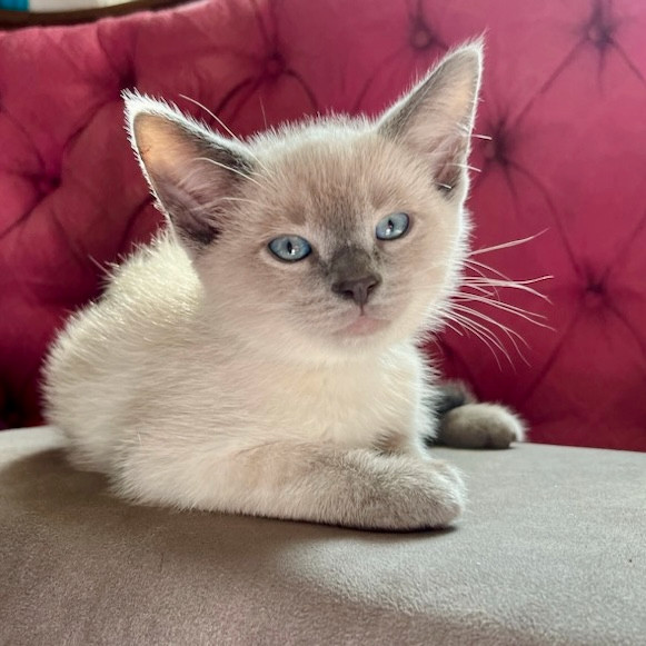 4 Beautiful Applehead Siamese kittens ready to go in Cats & Kittens for Rehoming in Ottawa - Image 3