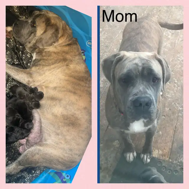 Bullmastiff X GSP in Dogs & Puppies for Rehoming in Moncton - Image 7