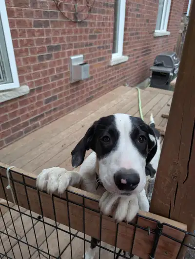 Border Collie Mix Puppies - ALL THREE SHOTS, View more