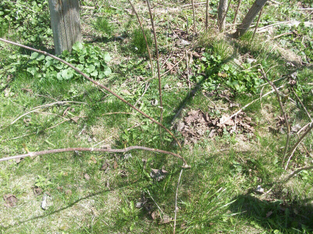WILD ELDERBERRY OFFSHOOTS (Sambucus canadensis) in Plants, Fertilizer & Soil in Oshawa / Durham Region - Image 2